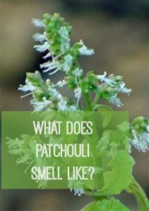 does patchouli smell like marijuana.